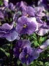 Pretty Pansies