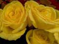 Yellow Rose