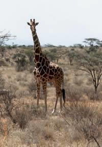 Reticulated giraffe posed among acacia trees and brush