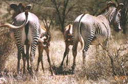 Zebra Mother